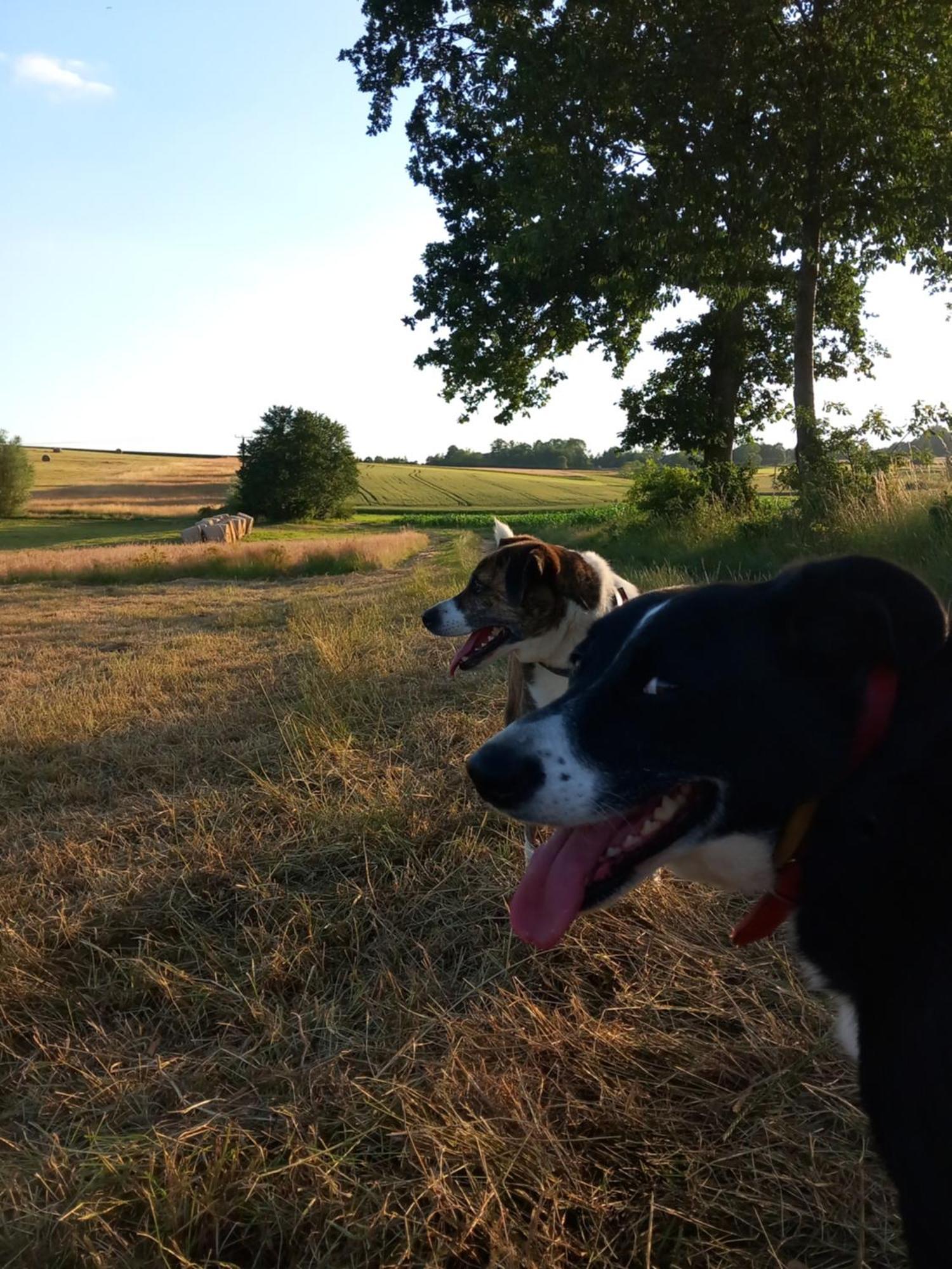 Szewska Pasja Agroturystyka Wiejska Leśna Esterno foto